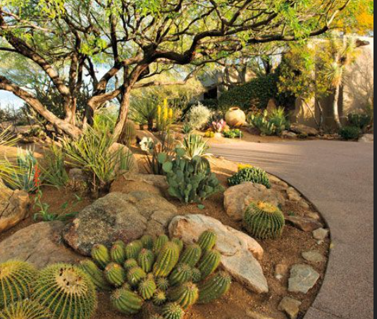 Desert landscaping services